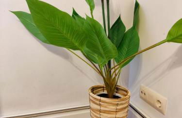 Don Divino - Photo 15