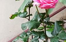 Ορεινος Παραδεισος - Photo 30