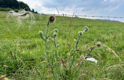 Romantikhütte Winterberg-Willingen - Foto 30