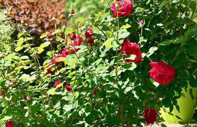 La Maison Vésubie - Foto 32