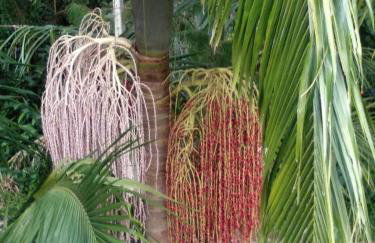 Cabana Jandaia - Foto 33