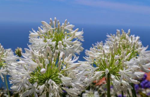 Casas Tipicas Candelaria Tabua - Photo 35