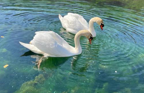 Luxury Apartman Alex with sauna - Foto 10