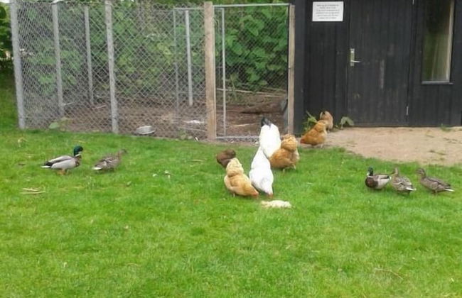 Billund Farm Holiday - Photo 50