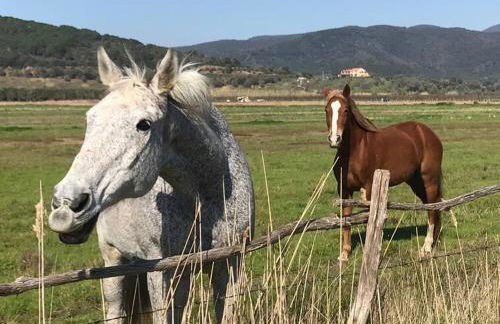 Agriturismo Il Sorbino - Appartamento da Cocca - Foto 31