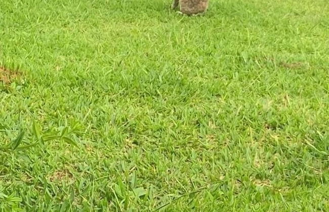 Sítio Fuchsia Régia em Rancho Queimado - Foto 13