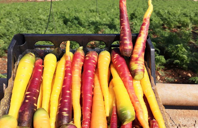 Dégustation de produits locaux à Polignano a Mare - Photo 2