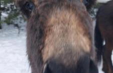 Chata pod kogutem - Photo 17