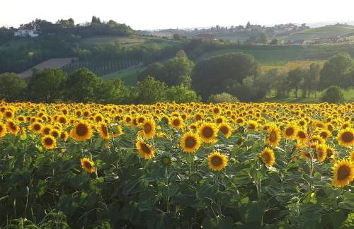 Monferrato vini castelli - Foto 16