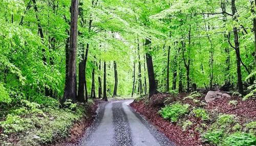 The Log House at Sugarloaf Mountain MD - Foto 4