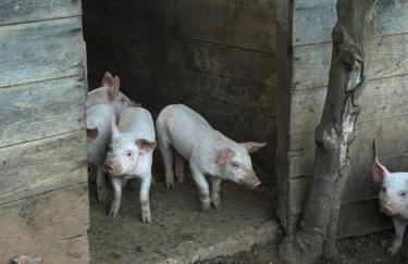 Herdade do Serra - Foto 20