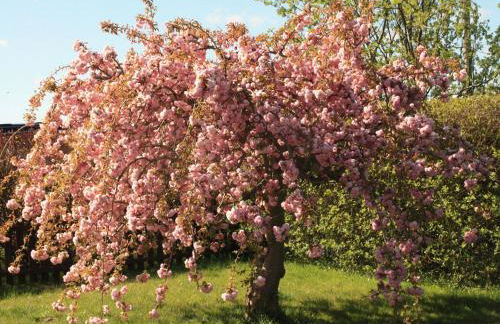 Ferienwohnung in Stahlbrode - Foto 9