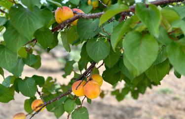 Aegean Endless Summer Villa Pefkos - Foto 6