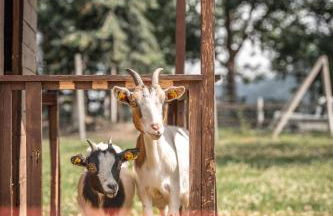 Maraias-Farm - Foto 18