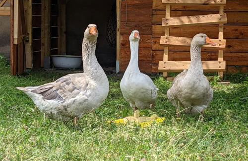 Helenes Ferienwohnung auf dem Bauernhof - Lausitzer Seenland - Foto 23
