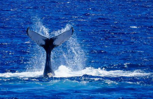 Direct Oceanfront, Big Island Home - Foto 26