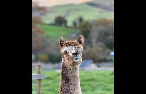 Owl Cabin - Photo 18