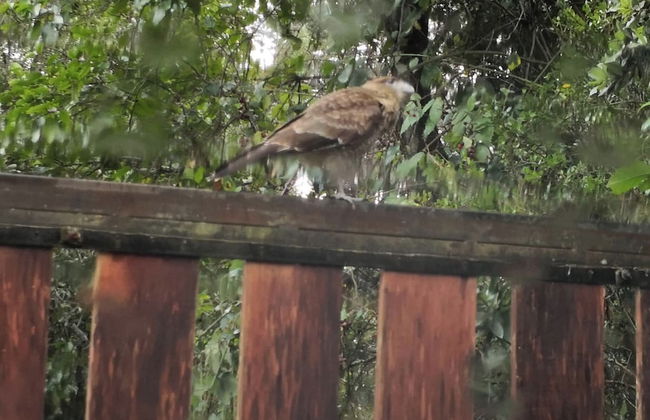 Cabaña Radal en Coñaripe Cerca del Lago Calafquén - Foto 14