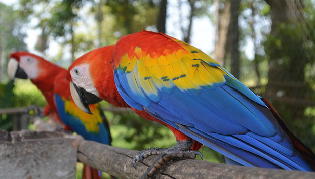 Macaws and Montes Azules Reserve from Palenque - Foto 3