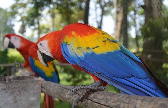Macaws and Montes Azules Reserve from Palenque - Foto 3
