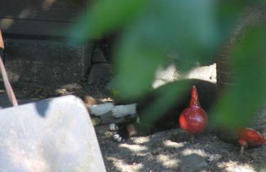 Eifelferienkurth - Photo 50