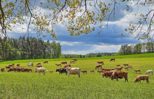 Beautiful Home In Podwilczyn With Sauna - Foto 30