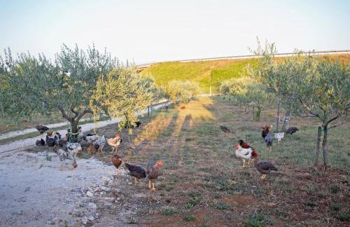 Fairy of Velebit unique countryside house - Photo 56