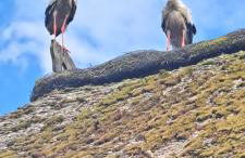 Haus am Fluss und See - Foto 3