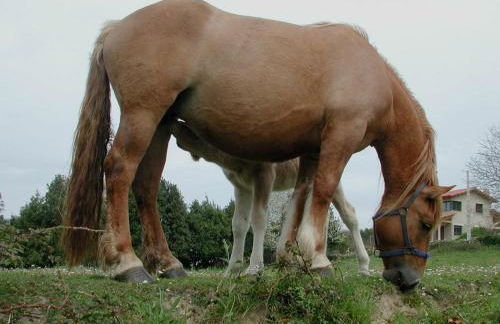 El Horno de Leopoldo - Foto 47
