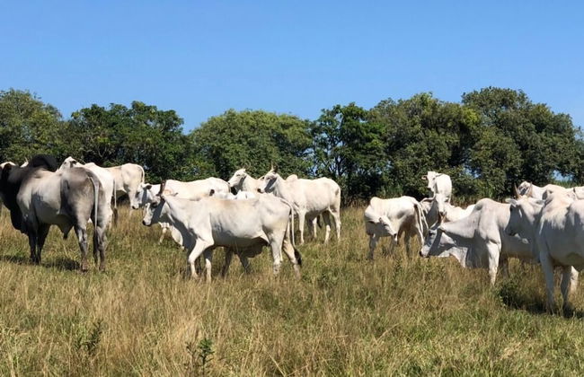 Sítio Refúgio do Alto - Photo 48