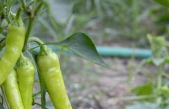 The Red Bougainvillea Apartments - Foto 73