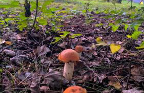 Las Lorien - wynajem domków letniskowych - Photo 11