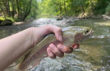 Cozy Creekside cabin- 35m to Boone - Photo 17
