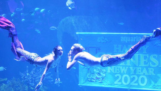 Acuario y Museo Trick Eye - Foto 3