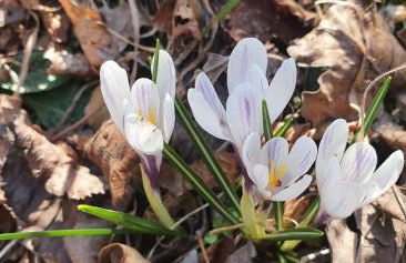 Stephanie Residence - in the heart of Alps above Varenna, Lake Como - Foto 26