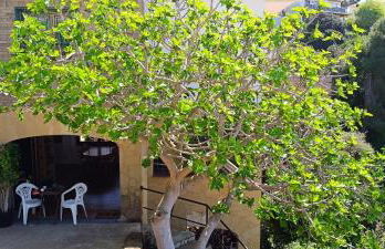 cave house with sea views - Foto 15