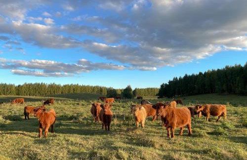 Highland Warmia - Gospodarstwo agroturystyczne - Foto 40