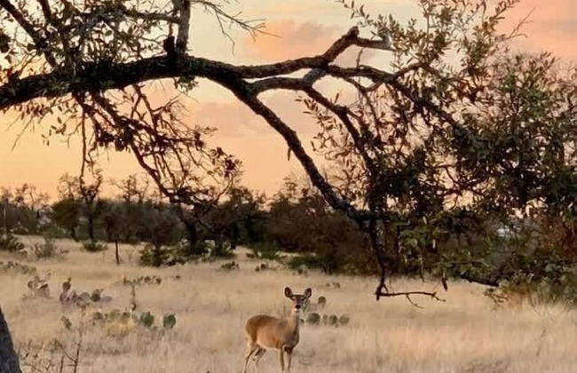 Holy Cow Cottage With Amazing Hill Country Views - Foto 18