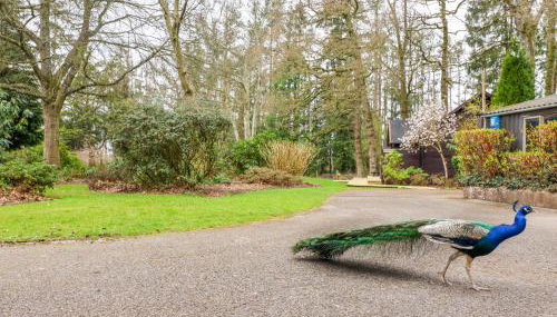 Woodpeckers - Foto 3