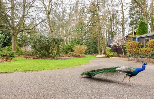 Woodpeckers - Photo 3