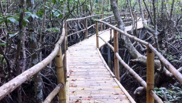 Walking between the mangroves of Puerto Galera