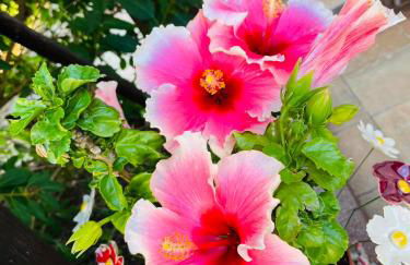 Ferienwohnung Amethyst - Photo 10