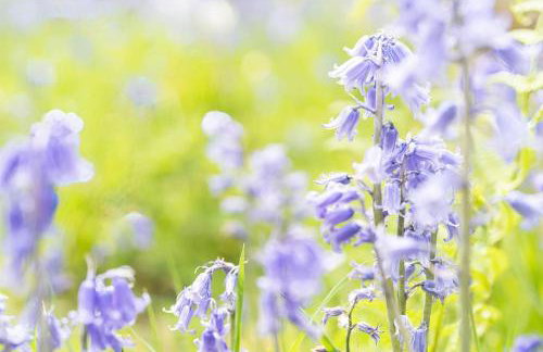 High Peak 5-Star Haven Gardens, Parking & WiFi - Foto 43