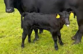 Ma Monaghan's Cosy Cottage County Tyrone - Foto 28