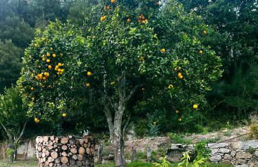 Nascente, place in nature next to a waterfall - Foto 18