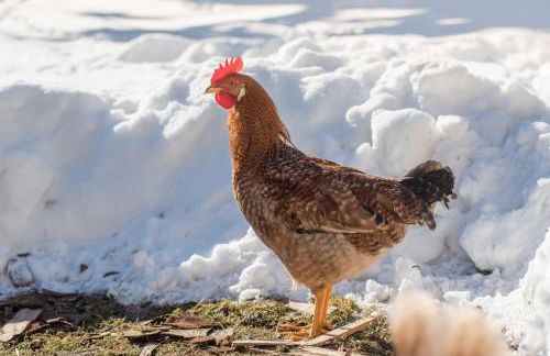 Altes Forstamt im Teutoburger Wald-Fewo Hofgarten - Foto 36