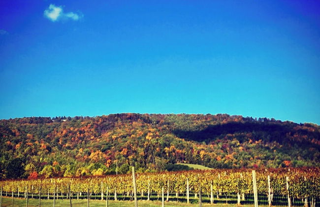 Afton Mountain Vineyards - Foto 18