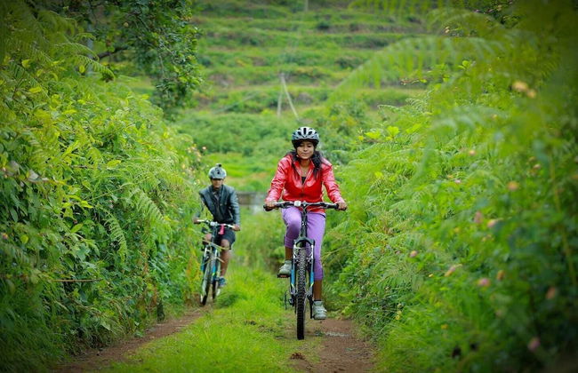 The Pear County - Foto 15