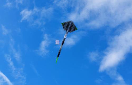 Le colibri - Photo 31