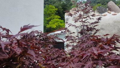 Villa Teresa - Foto 4, Garden, Garden view